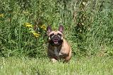 BOULEDOGUE FRANCAIS 088
